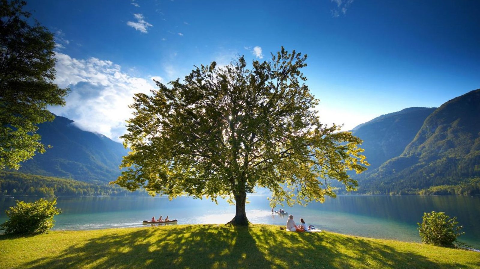 A tree on the shore of Lake Bohinj in Triglav National Park, with mountains behind