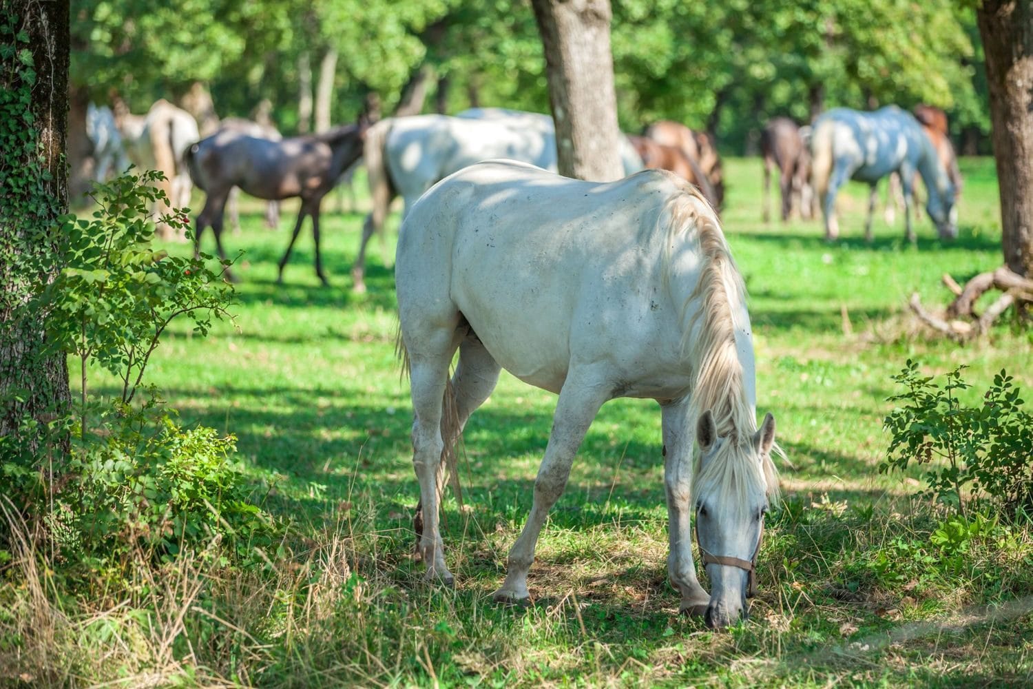 Lipizzaner horses grazing under trees at Lipica Stud Farm